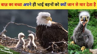 Eagle life story  Eagle attack  Eagle life documentary [upl. by Siraval56]