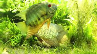 Phenomenal spotted severum courtship in front of aquarium glass [upl. by Anitnoc311]