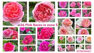 26 pink roses in zone 5 Intro David Austin Roses  Kordes roses Meilland roses and more…5区粉色玫瑰品种 [upl. by Harday10]