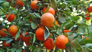 Chainis Orange Kamla Stock in Mondal Nursery Kolkata West Bengal Contacts 9733735193 [upl. by Inerney]