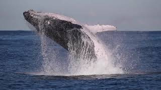 Whale Watching Sydney  2019 Highlights [upl. by Joses]