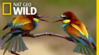 The Life of a Bee Eater  Real Angry Birds [upl. by Walworth]