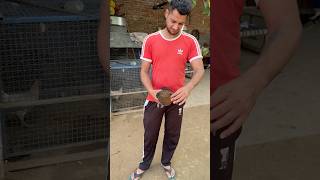 Murgi Sva Diti Trick Naal 🐓 PART2😳🔥 shorts tricks murgi chicken chicks petsvlog punjab [upl. by Jeddy26]