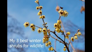 My 3 best winter shrubs for wildlife [upl. by Suirtemid]