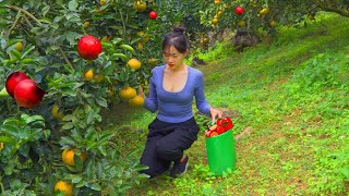 Steffi Ulagam Garden Tour  Harvesting Orange Fruits from our Home Garden  Garden Vlog in Tamil [upl. by Amyas671]