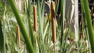 Useful Plant  Cattail [upl. by Wyler]