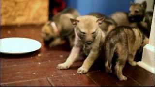 Czechoslovakian Vlcak puppies HD [upl. by Akenot]