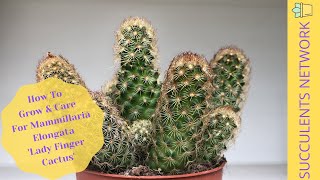 How To Grow amp Care For Mammillaria Elongata ‘Lady Finger Cactus’ [upl. by Airda]