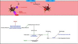 Pharmacology of the Clotting Coagulation Cascade [upl. by Anh815]