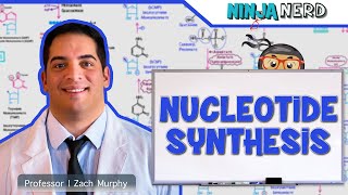 Metabolism  Nucleotide Synthesis  Purine amp Pyrimidine Synthesis [upl. by Maguire]