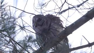 Barred Owl Mating Call [upl. by Novyart644]