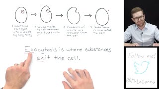 What is Exocytosis [upl. by Nelav]