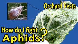 Orchard Pests  Aphids – How to fight them and control their numbers [upl. by Noyrb]