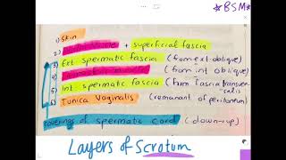 Layers of Scrotum  Spermatic Cord  MADE EASY Simple Anatomy [upl. by Maxima]