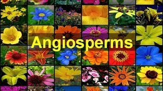 Angiosperms Flowering Plants [upl. by Malek]