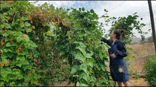 Bye Bye Porotos Cosecha y Planes de Jardín para el Otoño [upl. by Acinoj943]