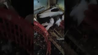 পঙ্খিরাজ কবুতর pankhiraj kabutar food funny pigeon funnyvideo [upl. by Enelrats]