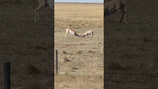 Pronghorn antelope battle for supremacy on the Alberta plains 🤜🤛 antelopehunting huntingshorts [upl. by Lada527]