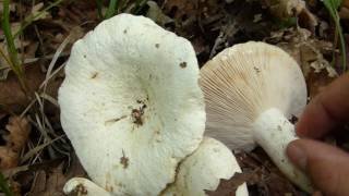 Lactarius piperatus amp Cantharellus cibarius  Mlečnice i lisičarke [upl. by Itsirk]