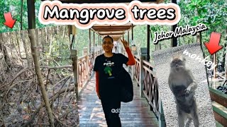 Mangrove Trees in TANJUNG PIAI Johor Malaysia [upl. by Anilahs]