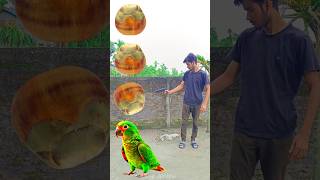 Rounding Toddy Plam Duck Peacock Pigeon amp Parrot  Birds names magic video [upl. by Kai]