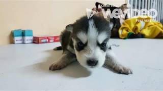 VENTA DE CACHORROS HUSKY SIBERIANOS EN PANAMA 1 [upl. by Clayborn]