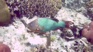 Rainbow ParrotFish Munching on Coral [upl. by Moses]