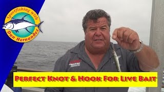 Perfect Knot and Hook For Live Bait Fishing  SPORT FISHING [upl. by Bertrand447]