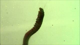 A polychaete ventilates its burrow [upl. by Nottnerb]