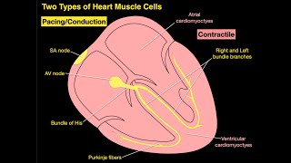 Two Types of Heart Muscle Cells [upl. by Pickett]