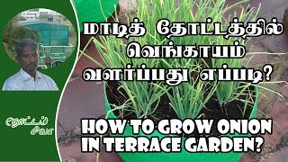 How to grow onion in terrace garden  மாடித்தோட்டத்தில் வெங்காயம் வளர்ப்பது எப்படி [upl. by Fanechka]