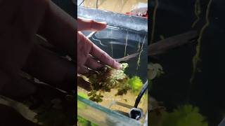 Growing Floating plants easily in Guppy fish tank 😍guppyfish youtube petsvlog thefishyzone [upl. by Seniag528]