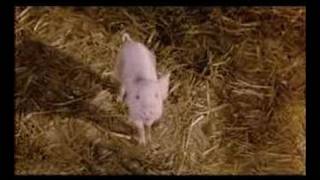 Trailer zu quotSchweinchen Wilbur und seine Freundequot [upl. by Navetse]