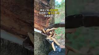 THIS IS HOW NATURAL RUBBER IS EXTRACTED [upl. by Justen]