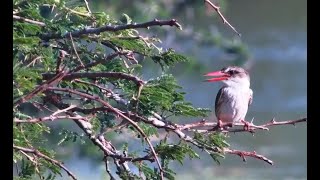 Stunning Kingfisher Watches Over Tembe [upl. by Paulie]