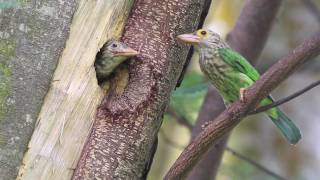 Lineated Barbet Feeding [upl. by Anaihsat900]