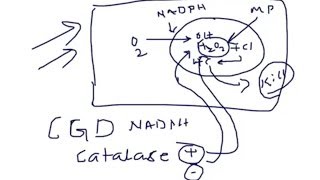 Medical Video Lecture Phagocytosis  O2 dependent amp independent killing of ICO [upl. by Bittner]