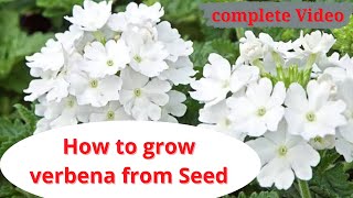 how to grow verbena from seed  complete details  tips amp care verbina [upl. by Spears770]