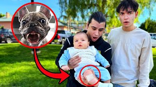 HELP My Dog ATTACKED His Baby [upl. by Mauldon]