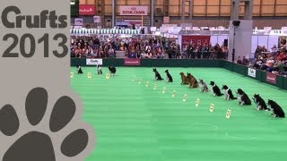 Obedience Dog Championships  Day 3  Stay Tests  Crufts 2013 [upl. by Nulubez]