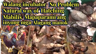 WALANG INCUBATOR NO PROBLEM NATURAL WAY OF HATCHING MABILIS MAPAPARAMI ALAGANG HERITAGE CHICKEN [upl. by Ryter]