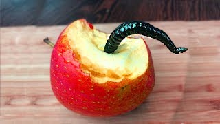 WORM IN APPLE [upl. by Aynod62]