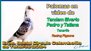 Palomas Mensajeras  Tandem Siverio  Expo Tenerife 2024 [upl. by Marbut]