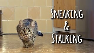 Sneaking amp stalking cat [upl. by Nhguahs]