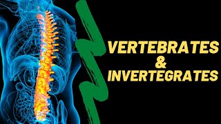 Vertebrates and invertebrates lesson for kids  Animals with a backbone and animals without one [upl. by Brinna]