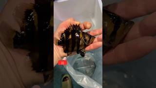 Marine Tank best reef tanks 2024unboxing marine fishesfirst marine tank setupshortsaquarium [upl. by Irmina]