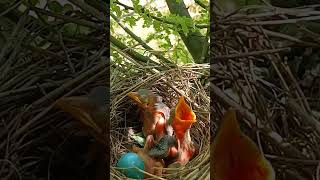 The Nest Mystery Cuckoo Baby Hides Beneath Sibling ytshorts shortsfeed [upl. by Yuria]