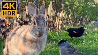 Videos for Cats to Watch 😺 Cute Birds Squirrels Bunnies on the Green Grass 🐰 8 Hours4K HDR [upl. by Sanoj]