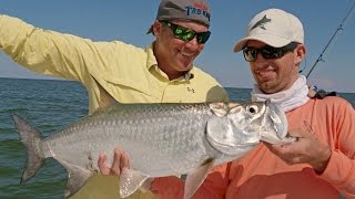 Tarpon and Blacktip Sharks with Scott Martin  4K [upl. by Okun]