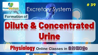 Ep39  Formation of Dilute amp Concentrated Urine humanphysiology malayalam excretorysystem [upl. by Araccot]